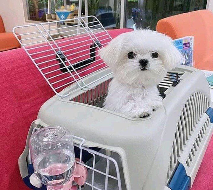 Complete Guide to Pet Relocation Services